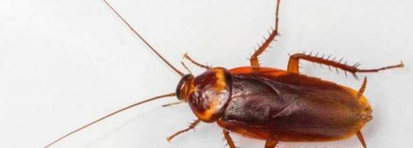 会飞的蟑螂怎么杀,家里有会飞的蟑螂要怎么把它消灭呢视频图4