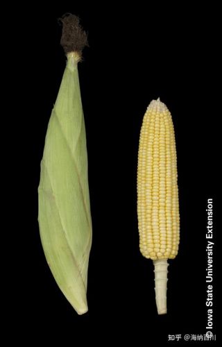 玉米的英文怎么说？玉米的英文怎么写-第1张图片-