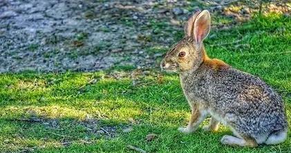 属兔的贵人是谁(属兔的和什么属相最配、相克)