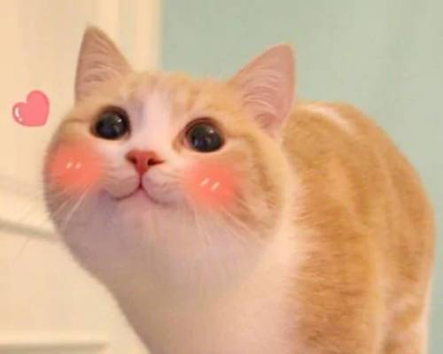 ouo是什么意思网络用语 ouo是什么意思网络用语