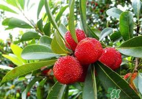 杨梅和荔枝能一起吃吗？荔枝和杨梅能一起吃吗？