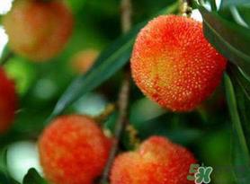 杨梅和荔枝能一起吃吗？荔枝和杨梅能一起吃吗？