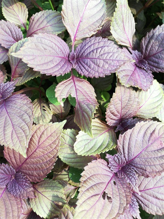 紫叶植物全身是宝，解毒泡茶治感冒不花钱，阳台365天都能种