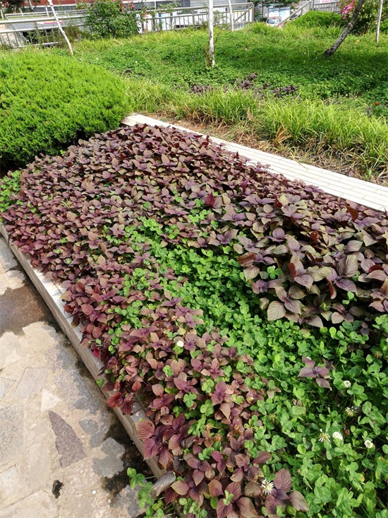 紫叶植物全身是宝，解毒泡茶治感冒不花钱，阳台365天都能种