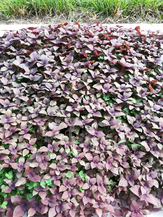 紫叶植物全身是宝，解毒泡茶治感冒不花钱，阳台365天都能种