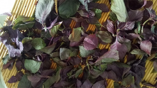 紫叶植物全身是宝，解毒泡茶治感冒不花钱，阳台365天都能种