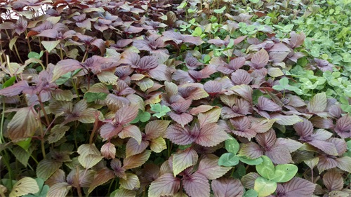 紫叶植物全身是宝，解毒泡茶治感冒不花钱，阳台365天都能种