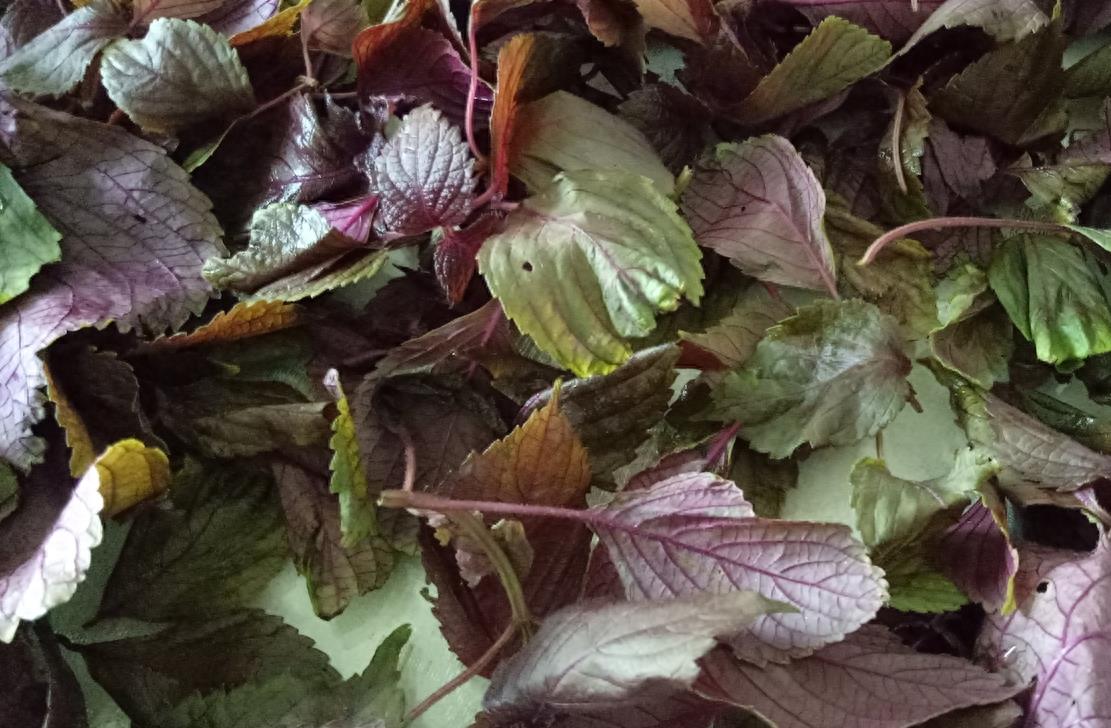 紫叶植物全身是宝，解毒泡茶治感冒不花钱，阳台365天都能种