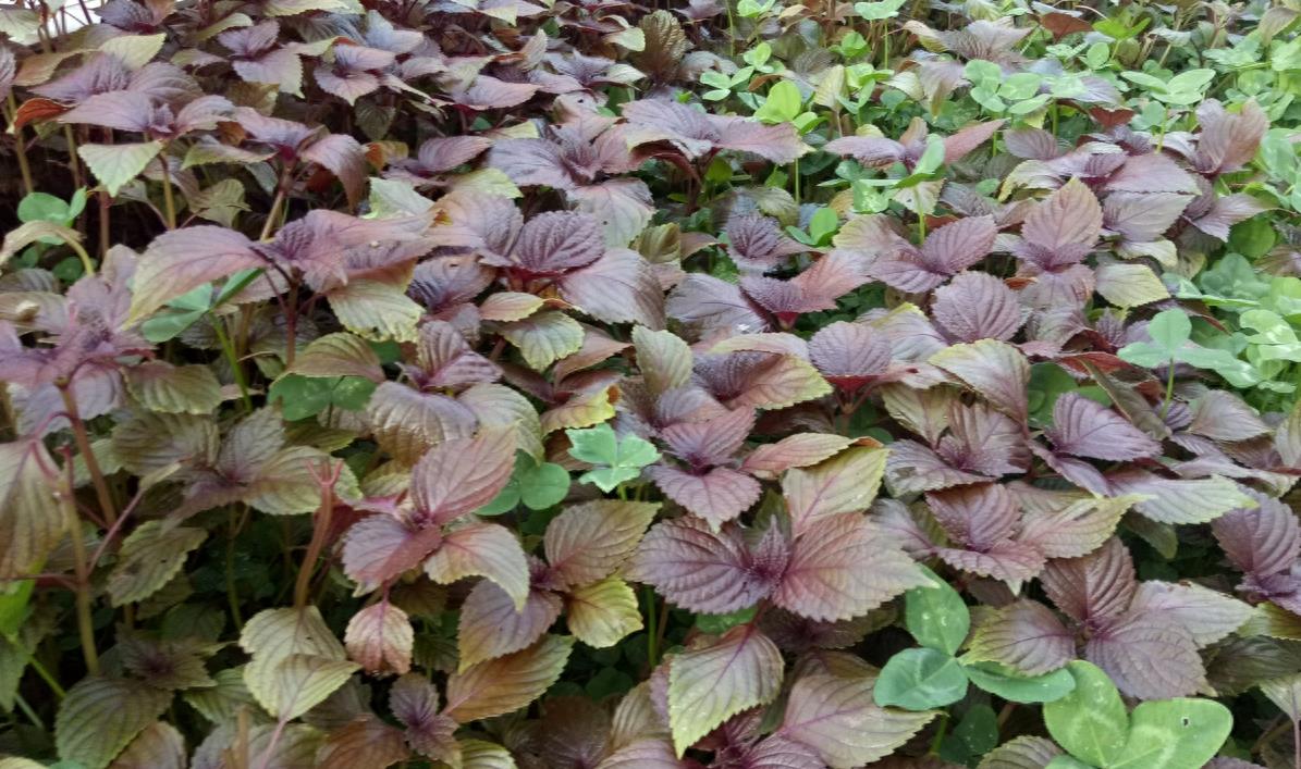 紫叶植物全身是宝，解毒泡茶治感冒不花钱，阳台365天都能种