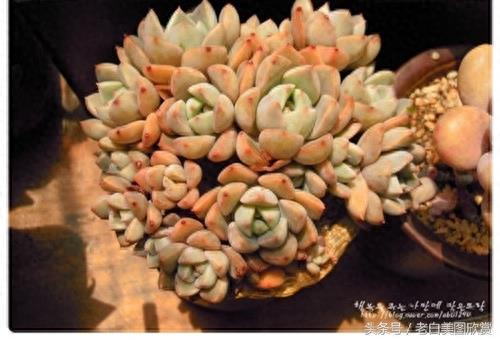 新手多肉小百科：红粉佳人