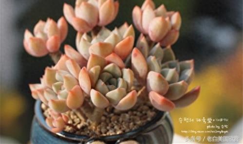 新手多肉小百科：红粉佳人