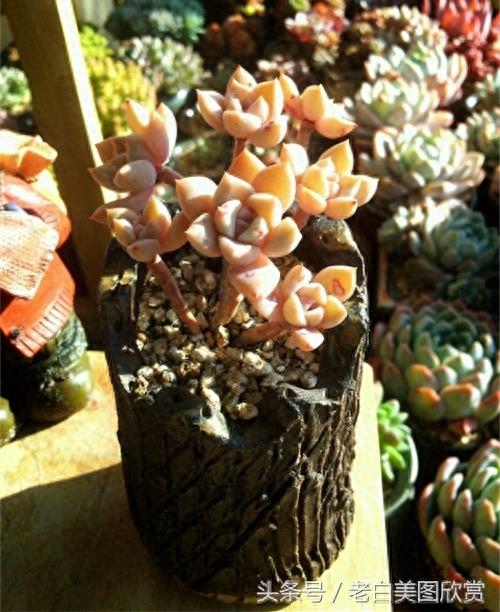 新手多肉小百科：红粉佳人