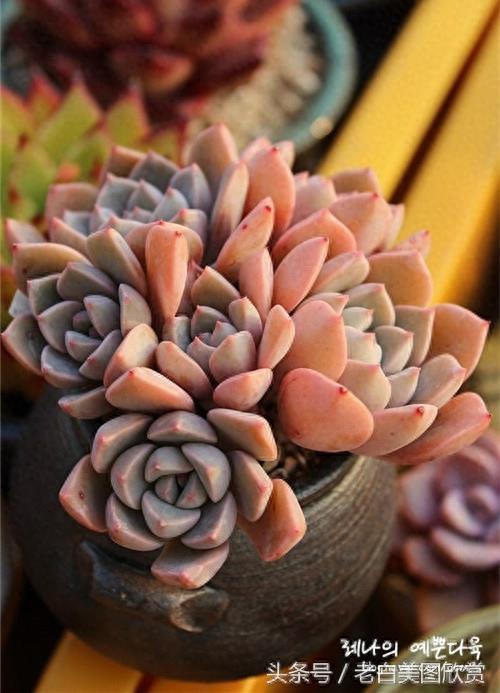 新手多肉小百科：红粉佳人