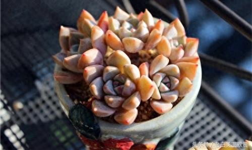 新手多肉小百科：红粉佳人