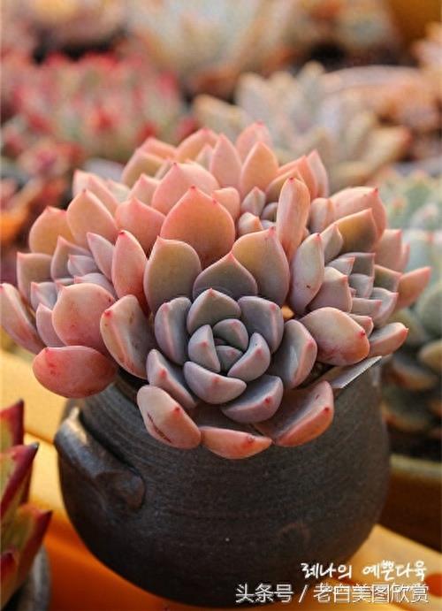 新手多肉小百科：红粉佳人