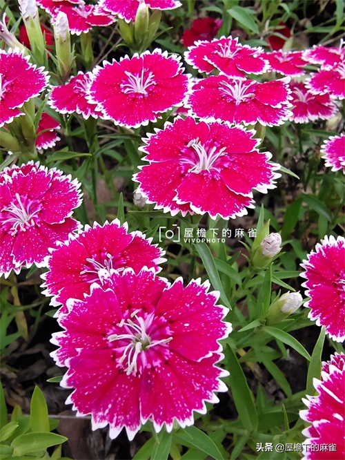 石竹！无法形容的漂亮！