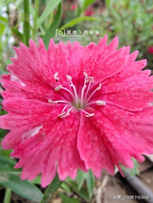 石竹！无法形容的漂亮！