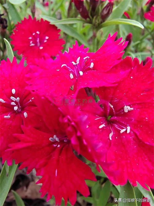 石竹！无法形容的漂亮！