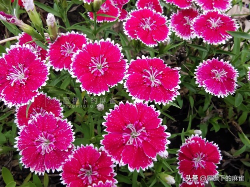 石竹！无法形容的漂亮！