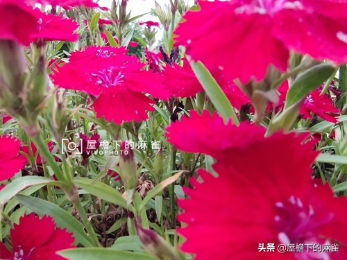 石竹！无法形容的漂亮！