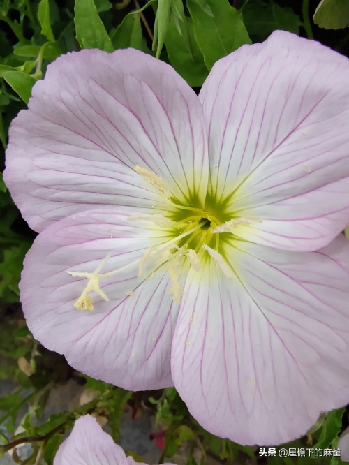 石竹！无法形容的漂亮！