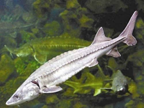 “长江鱼王”中华鲟，中国的一级保护动物，鱼类的活化石