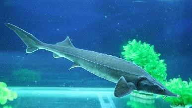 “长江鱼王”中华鲟，中国的一级保护动物，鱼类的活化石