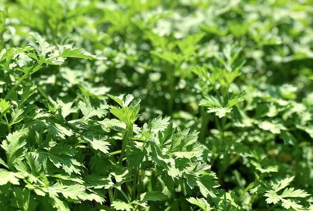 青团不放冰箱会坏吗，家庭版青团简单做法？图3