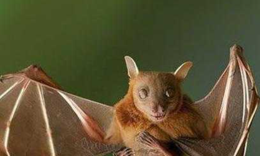 蝙蝠象征着什么,蝙蝠象征着什么四字词语图4