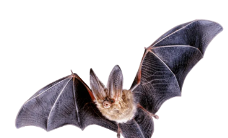 蝙蝠象征着什么,蝙蝠象征着什么四字词语图1