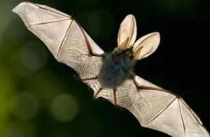 蝙蝠的象征意义是什么意思