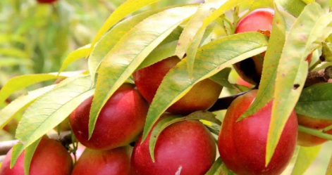 吃完西瓜多久可以吃桃子,吃完桃子多久后才能吃西瓜图3