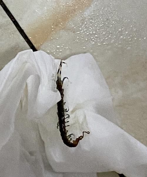 蜈蚣咬人有毒吗