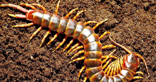 蜈蚣咬人,蜈蚣咬人不图3