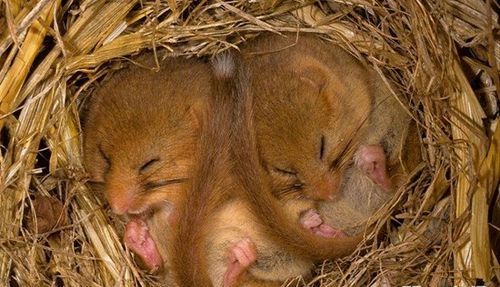 青蛙、狼、熊、兔子、獾、猴子、狐狸、蛇、刺猬、老虎哪些动物冬眠