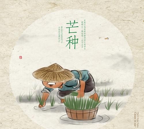 四月芒种芒不倒是什么意思