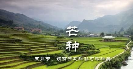 芒种是什么意思,芒种节气,芒种是什么意思,芒种代表什么?图5