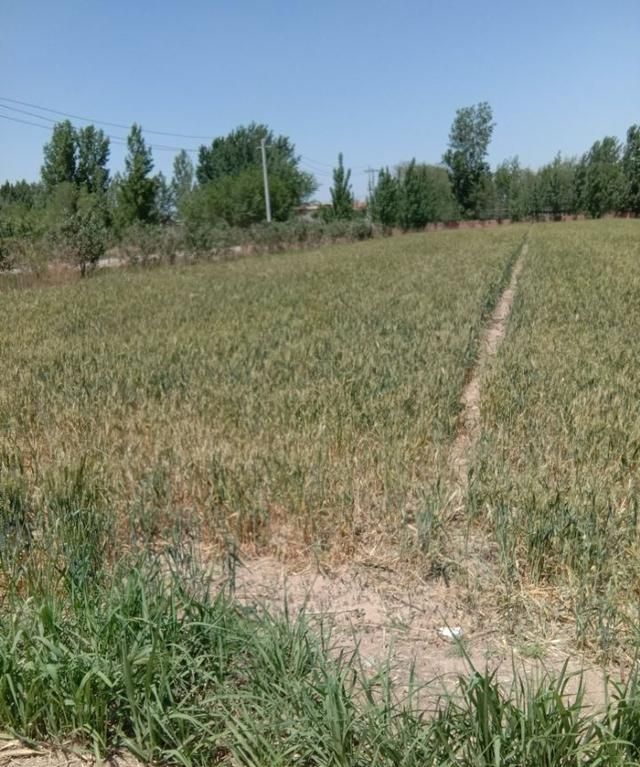 芒种是什么意思,芒种节气,芒种是什么意思,芒种代表什么?图7