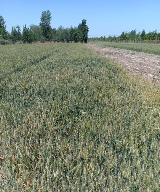 芒种是什么意思,芒种节气,芒种是什么意思,芒种代表什么?图8