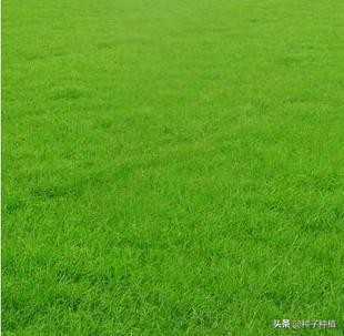 狗牙根草籽什么时候播种(狗牙根的最佳播种时间)