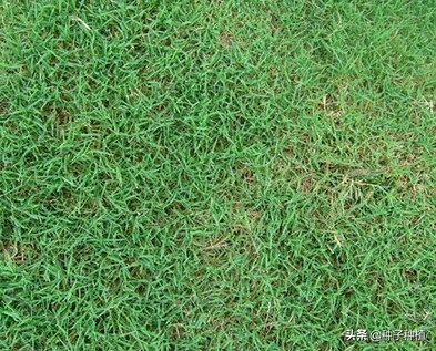 狗牙根草籽什么时候播种(狗牙根的最佳播种时间)