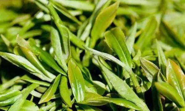 龙井是哪里产的,龙井茶的产地是什么地方图4