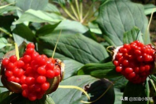 重楼的功效与作用吃法(重楼的功效与作用主要是治什么病)-第1张图片-