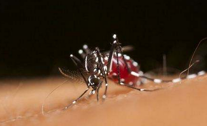 驱蚊起泡胶有毒,起泡胶是什么图4