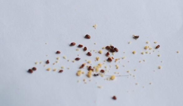 厨房里有很多小蟑螂怎么办