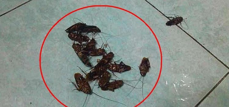 厨房蟑螂太多怎么办