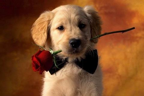 追女生必须要当舔狗吗？第一张