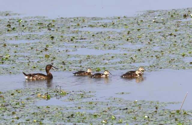 合肥周边免费自驾游景点推荐（合肥周边一日游景点推荐）