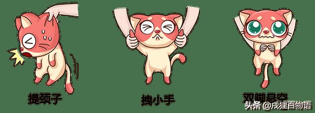 猫不喜欢人抱着（猫咪不喜欢主人抱是怎么回事）