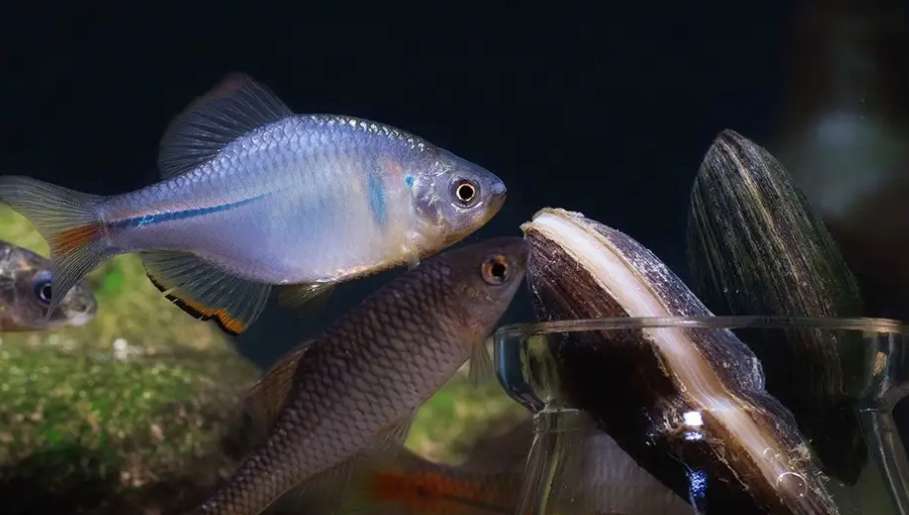 鱼怎么分公母（观赏鱼雌雄鉴别的通用模式）